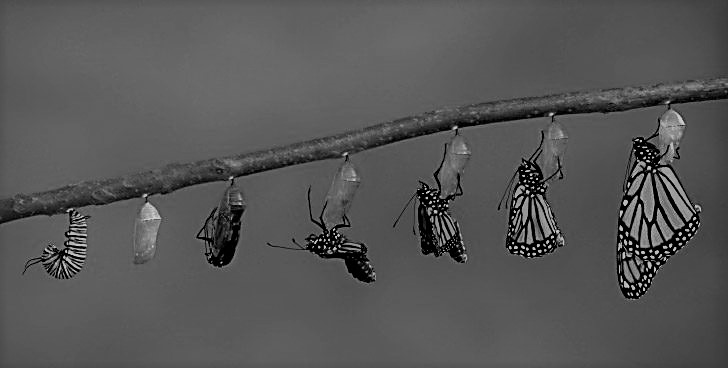 Metanoia: El proceso de transformación de adentro hacia fuera que no puede ser ayudado.
