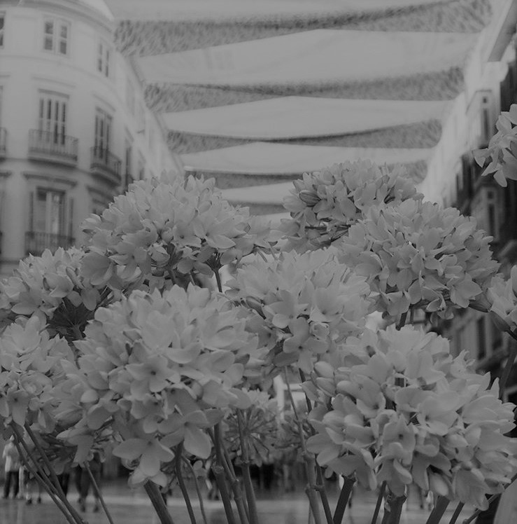 Preguntas en sobres de azúcar: La (in)cultura general del quiero saber muchas cosas aunque no sepa para qué. Homenaje a la biznaga.