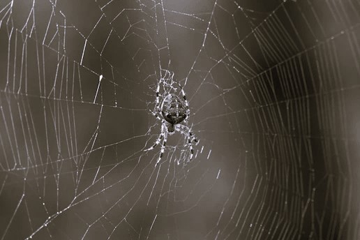Mi animal de poder: El dolce far niente de la araña. Tejedora de redes intangibles, divino femenino, intuición, conexión con lo sutil. Recibo sin necesidad de hacer.