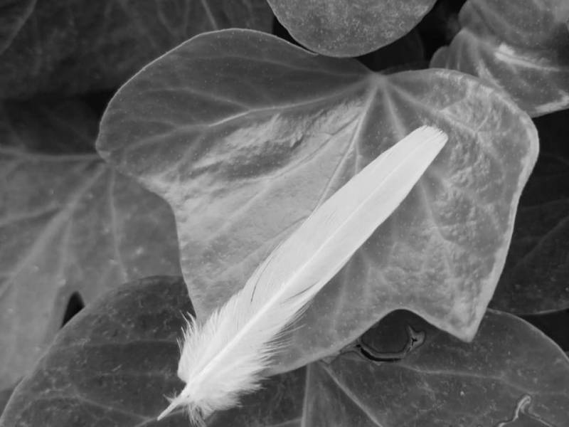 Mensaje canalizado en meditación: Amar sin amarrar. Te veo, te presto mis ojos, comprendo, articulo y lo lanzo al universo. Si lo coges es que estás preparado para la lección, si no otro lo&nbsp;estará.