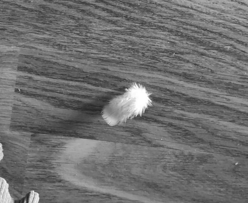 Hacer el amor: La pluma, la libertad y el desapego.