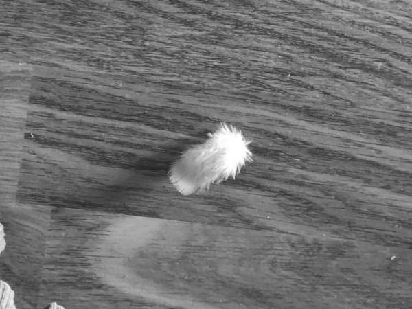 Hacer el amor: La pluma, la libertad y el&nbsp;desapego.